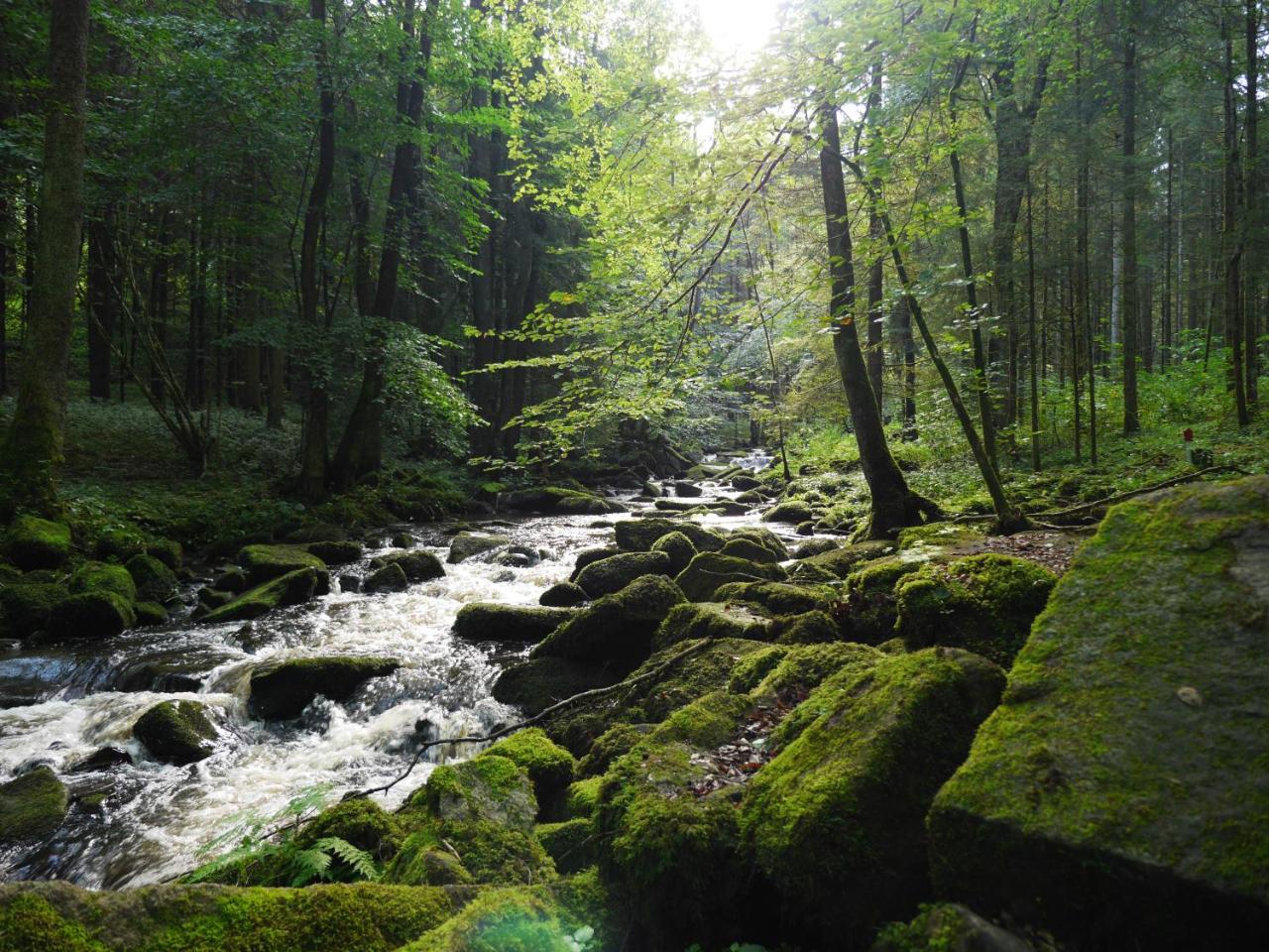 Fewo Kedo Neukirchen vorm Wald 外观 照片