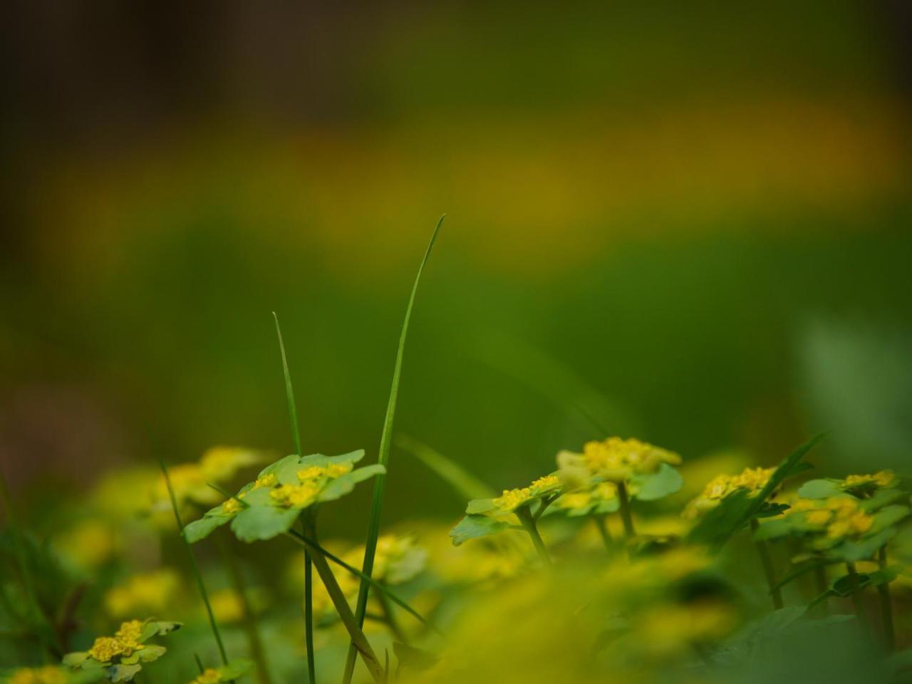 Fewo Kedo Neukirchen vorm Wald 外观 照片