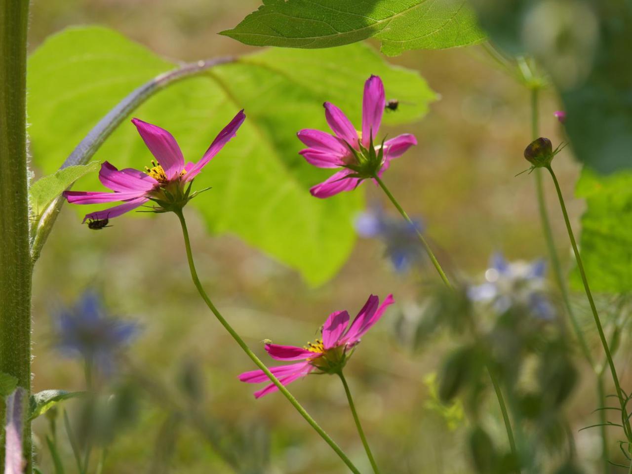 Fewo Kedo Neukirchen vorm Wald 外观 照片