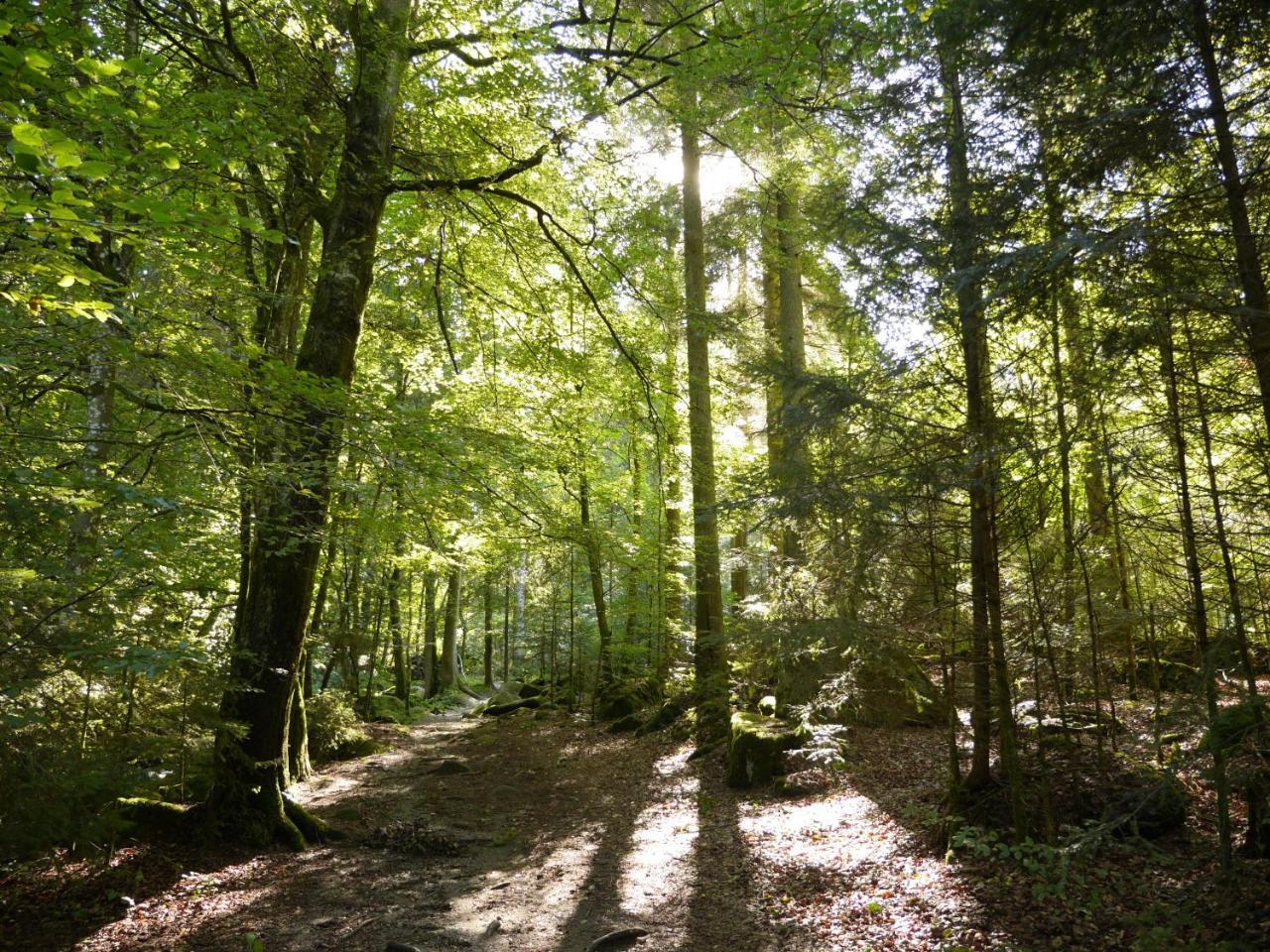 Fewo Kedo Neukirchen vorm Wald 外观 照片